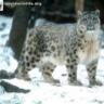 Snow Leopard