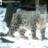 Snow Leopard