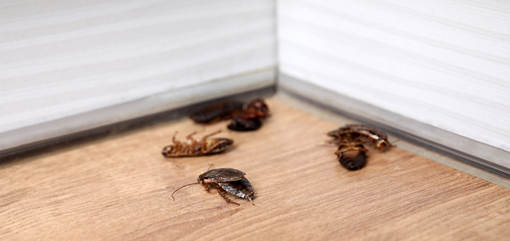 Cockroaches-Removal.jpg